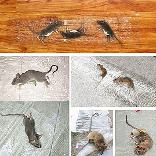 Rat Killing Magic Carpet